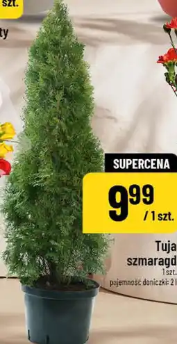 Polomarket Tuja szmaragd 1 szt. pojemność doniczki oferta