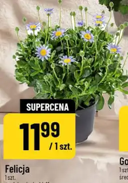 Polomarket Felicja 1 szt. średnica doniczki: 11 cm oferta