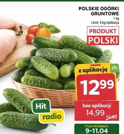 Stokrotka Polskie ogórki gruntowe oferta