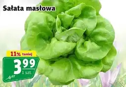 Prim Market Sałata masłowa oferta