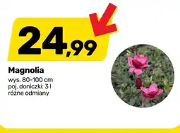 Bricomarche Magnolia oferta