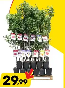 Bricomarche Drzewko owocowe w doniczce czereśnia oferta