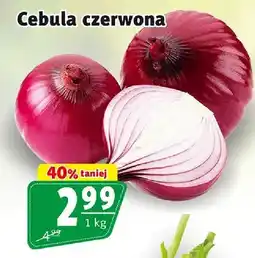 Prim Market Cebula czerwona oferta