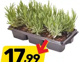 Bricomarche Lawenda 6-pak oferta