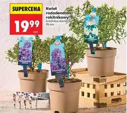 Biedronka Kwiat rododendron rokitnikowy średnica doniczki 15 cm oferta