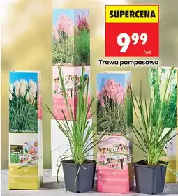 Biedronka Trawa pampasowa oferta