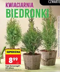 Biedronka Tuja Szmaragd 40-60cm oferta