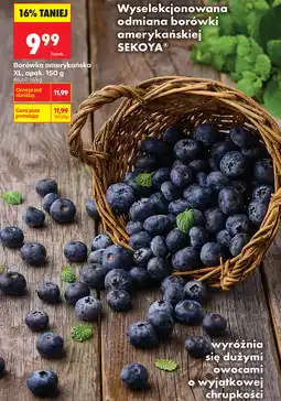 Biedronka Borówka amerykańska XL SEKOYA oferta