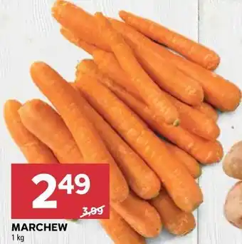 Stokrotka MARCHEW oferta