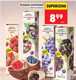 Biedronka Krzewy owocowe różne rodzaje oferta