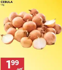 Stokrotka CEBULA oferta