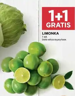 Stokrotka LIMONKA oferta