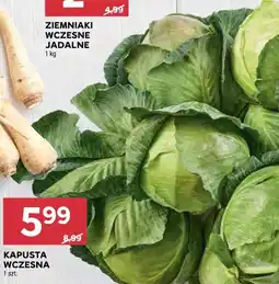 Stokrotka KAPUSTA WCZESNA oferta