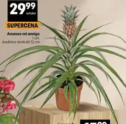 Delikatesy Centrum Ananas mi amigo oferta