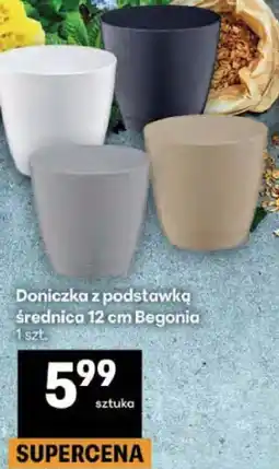 Delikatesy Centrum Doniczka z podstawką średnica 12 cm Begonia 1 szt oferta