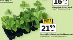 Auchan Sadzonki truskawki, poziomki deserowej oferta