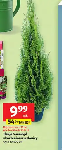 Auchan Thuja Smaragd ukorzeniona w donicy oferta
