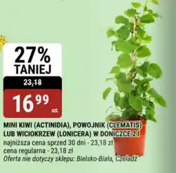 bi1 Mini Kiwi / Powojnik / Wiciokrzew oferta