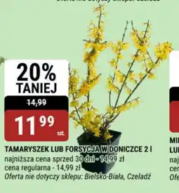 bi1 Tamaryszek lub Forsycja oferta