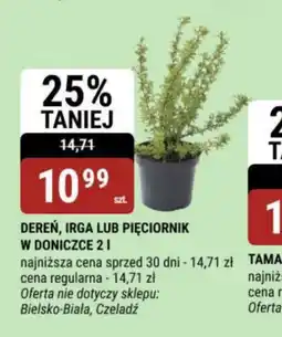 bi1 Dereń, Irga lub Pięciornik oferta