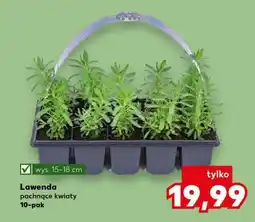 Kaufland Lawenda oferta