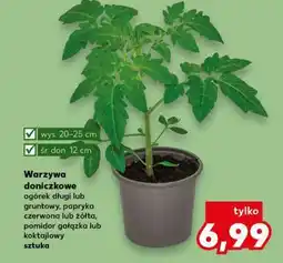 Kaufland Warzywa doniczkowe oferta