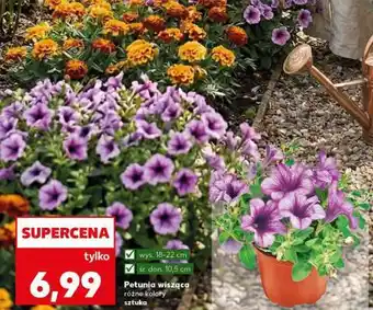 Kaufland Petunia wisząca oferta