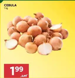 Stokrotka Market Cebula oferta