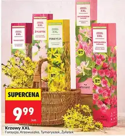 Biedronka Krzewy XXL forsycja, krzewuszka, tymaryszek, żylistek oferta