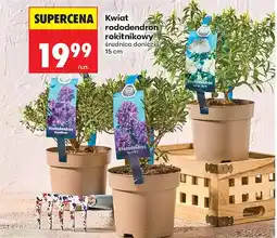 Biedronka Kwiat rododendron rokitnikowy oferta