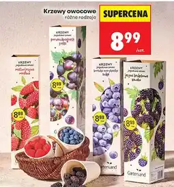 Biedronka Krzewy owocowe malinowa, różne rodzaje oferta