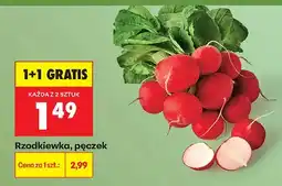 Biedronka Rzodkiewka oferta