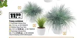 OBI Trawa ozdobna Blue oferta