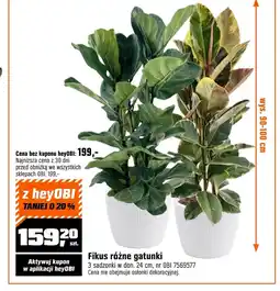 OBI Fikus oferta