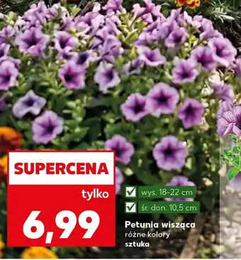 Kaufland Petunia oferta