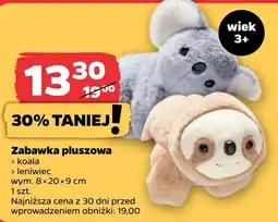 Netto Pluszak Koala oferta