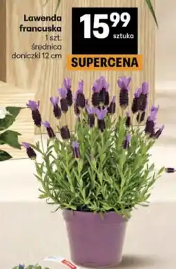 Delikatesy Centrum Lawenda oferta
