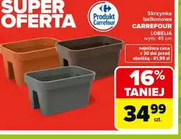 Carrefour Skrzynka balkonowa Carrefour Lobelia oferta