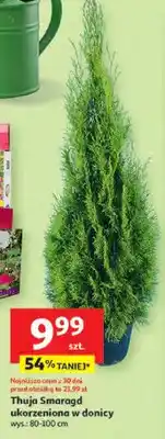 Auchan Thuja Smaragd ukorzeniiona w donicy oferta