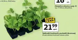 Auchan Sadzonki truskawki, poziomki deserowej 10-pak oferta