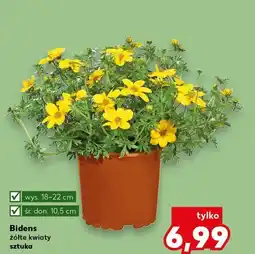 Kaufland Bidens żółte kwiaty sztuka oferta