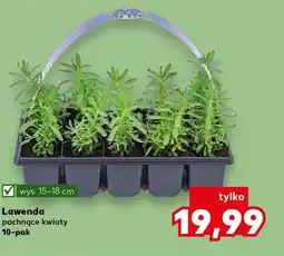 Kaufland Lawenda pachnące kwiaty 10-pak oferta