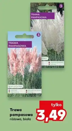 Kaufland Trawa pampasowa różowa, biała oferta