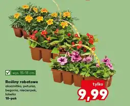 Kaufland Rośliny rabatowe aksamitka, petunia, begonia, niecierpek, lobelia 10-pak oferta