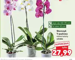 Kaufland Storczyk 1-pędowy oferta