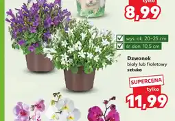 Kaufland Dzwonek oferta