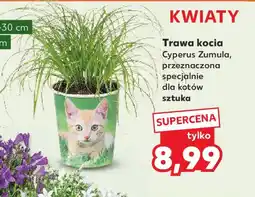 Kaufland Trawa kocia Cyperus Zumula oferta