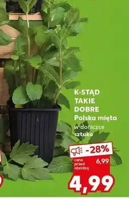 Kaufland Mięta w doniczce sztuka oferta