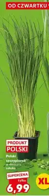 Kaufland Szczypiorek w doniczce sztuka oferta