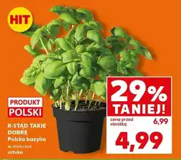 Kaufland Bazylia w doniczce sztuka oferta